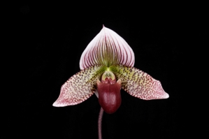 Paphiopedilum Vogue Wonder Richard AM/AOS 84 pts.